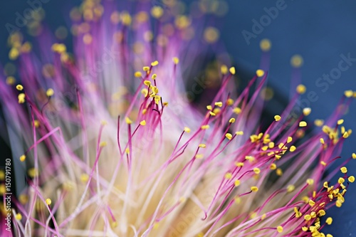 Carpel closeup of pink flowers nature soft focus abstract blur background