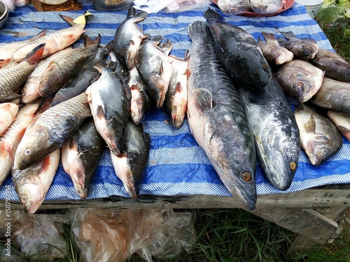 Freshwater fish stalls at the outdoor fresh market in Thailand,Great snakehead, Giant snakehead,Striped catfish, Sutchi catfish, Hampala barb, Jungle perch,Nile tilapia, Mango fish, Nilotica photo