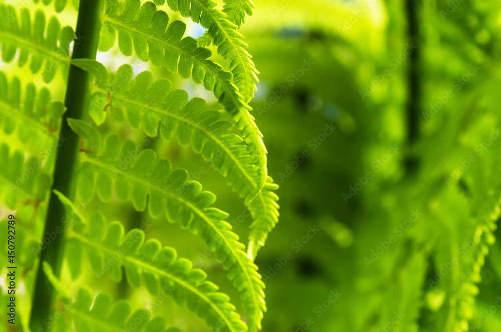 Fototapeta premium Patterned fern leaves, background