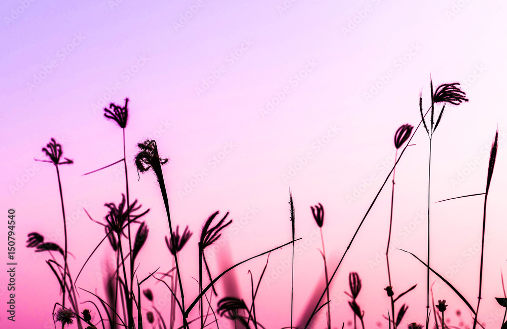 Grass flower in the pink background.