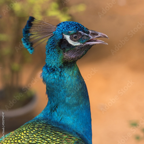 Close up peacock photo