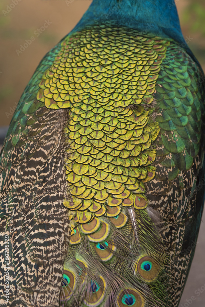 Fototapeta premium Peacock feather 