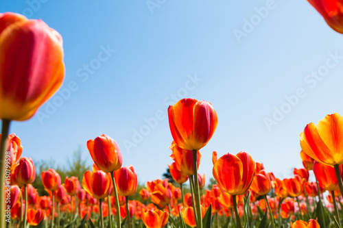 Tulip facing the sky background