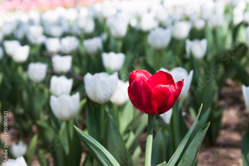 Tulip flower field