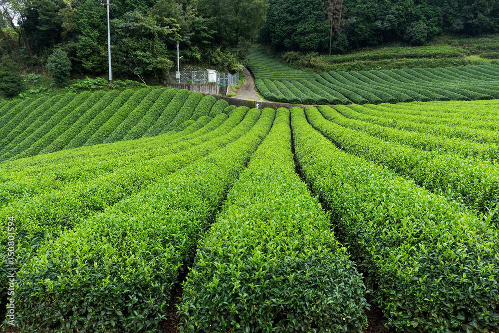 Fresh Tea field Fresh Tea field