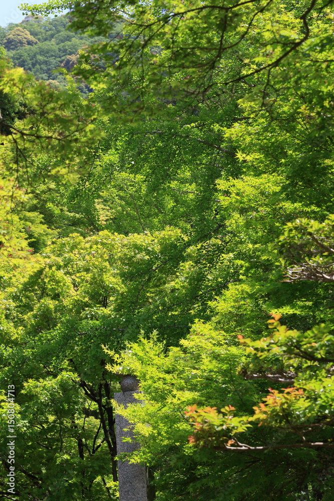 fresh verdure