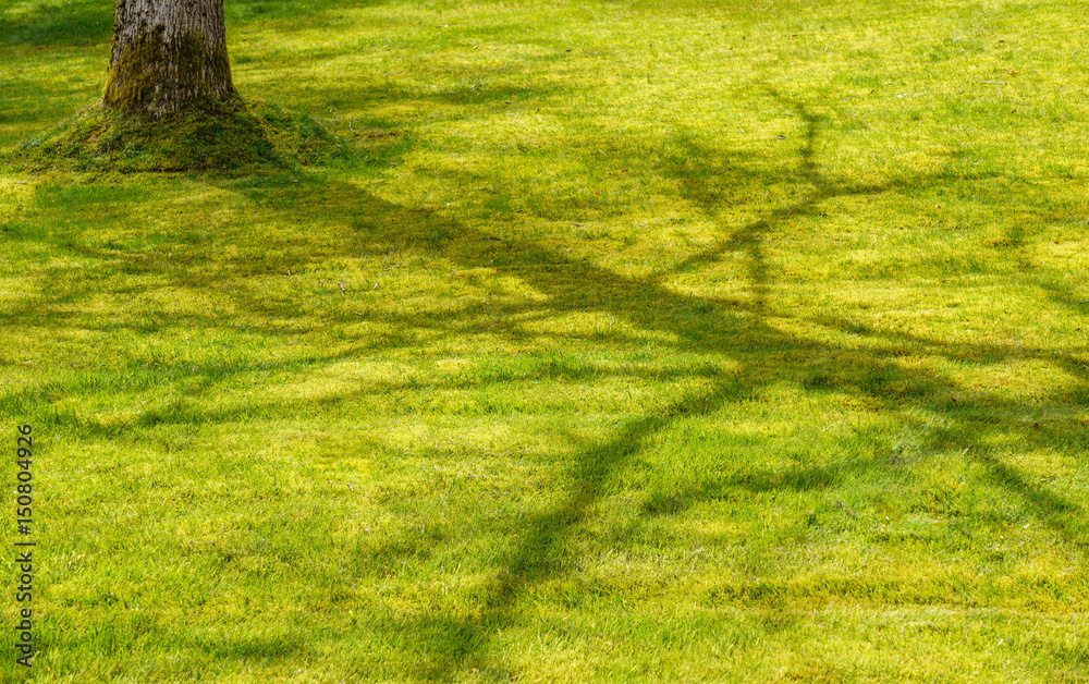 Background with beautiful shadow of the tree on the green field at spring Background with beautiful shadow of the tree on the green field at spring
