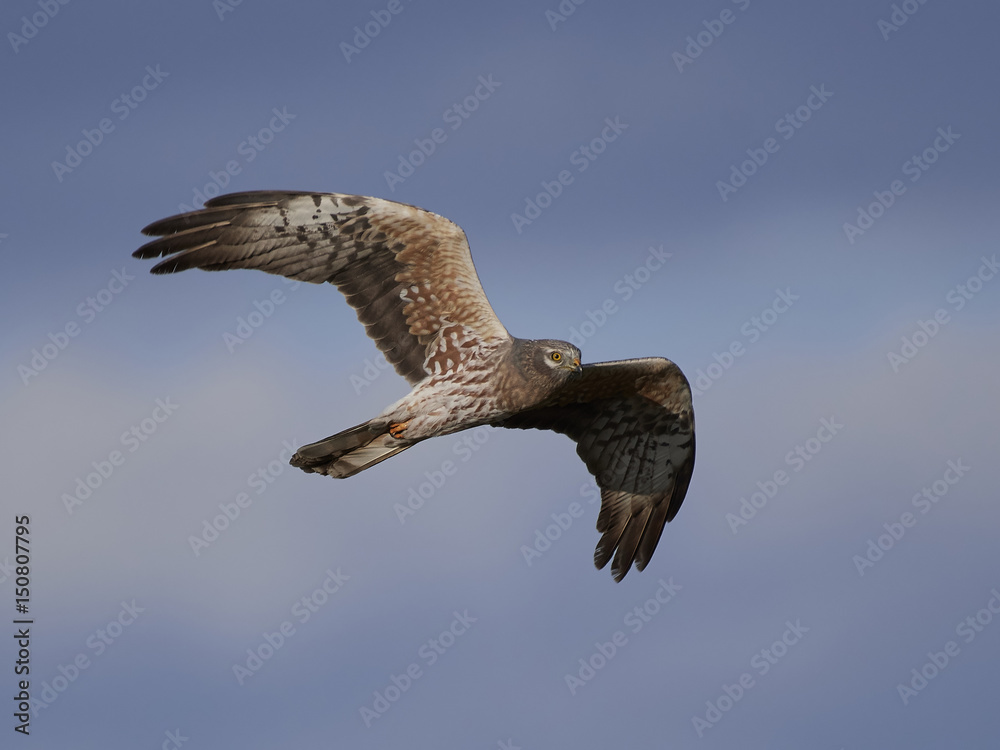 Obraz premium Montagus harrier (Circus pygargus)