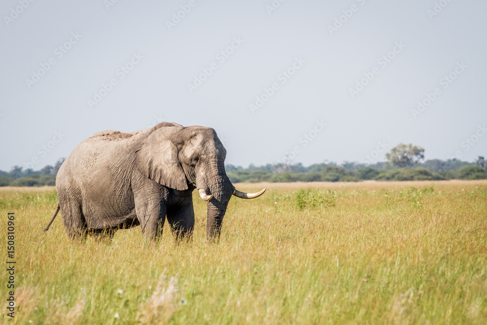 Elephant standing in high grass in Chobe.