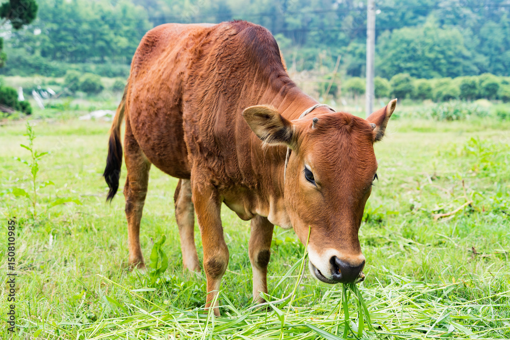 portrait the brown cow grazing the grass on the field portrait the brown cow grazing the grass on the field