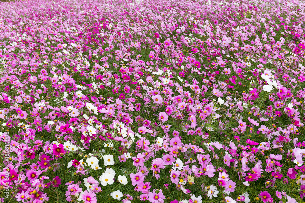 Cosmos flower