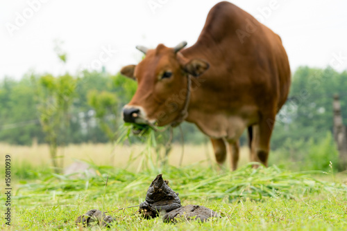 Slika na platnu close up cow dung, cow pats, cow pies, cow manure
