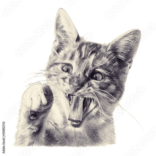 Funny cat painted with colored pencils. Little kitten with raised paw. Isolated illustration on white background. Tinted black and white photo