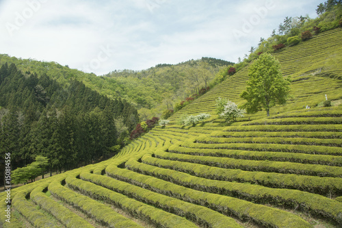 Beautiful and Blue Boseong Green Tea Field