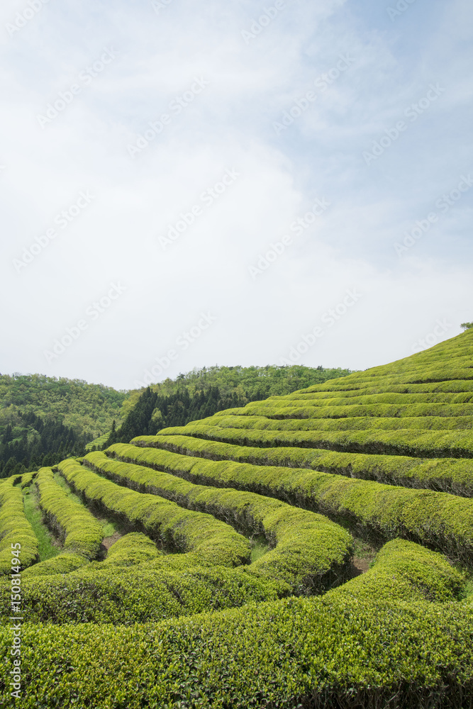 Beautiful and Blue Boseong Green Tea Field