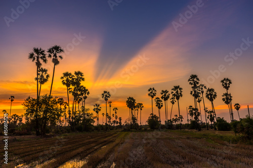 After harvested rice farm