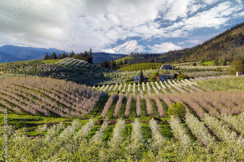 Hood River Pear Orchards on a Cloudy Day with snow cover Mount Adams in Oregon