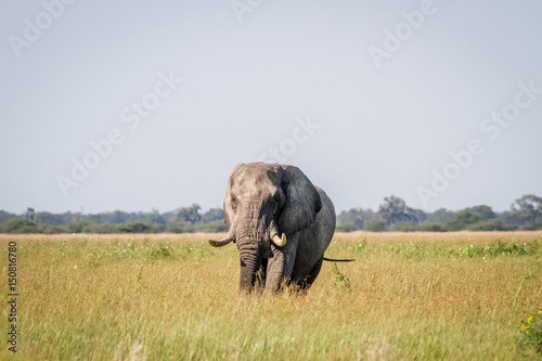 Elephant standing in high grass in Chobe. © simoneemanphoto