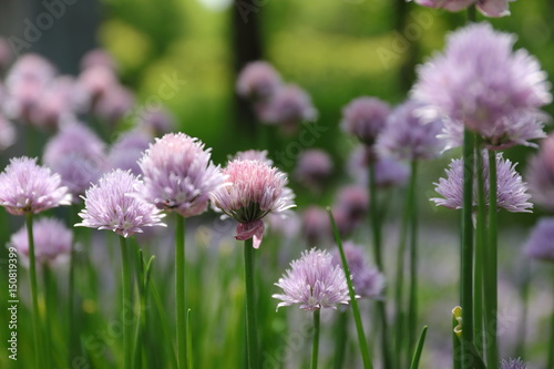 spring flowers