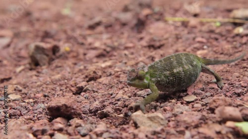 Chameleon tries to pass unnoticed across the road photo