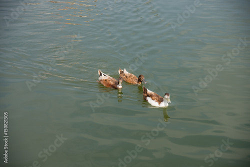 Ducks swimming in the lake together