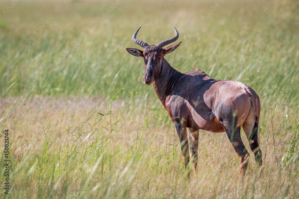 Naklejka premium Tsessebe looking at the camera in Chobe.