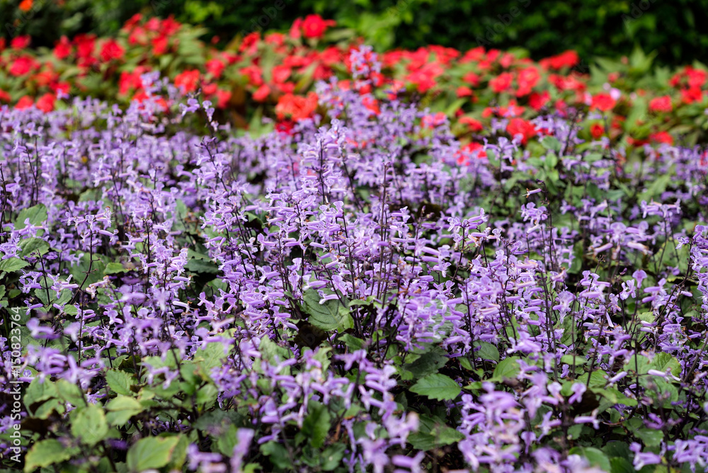 Violet flowers in the garden, Thailand.