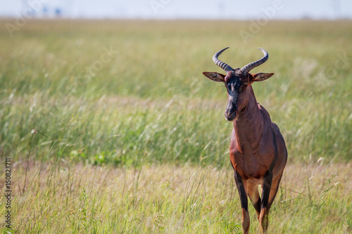 Tsessebe looking at the camera in Chobe.