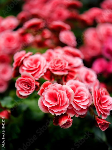 Closeup of beautiful red flowers in the garden