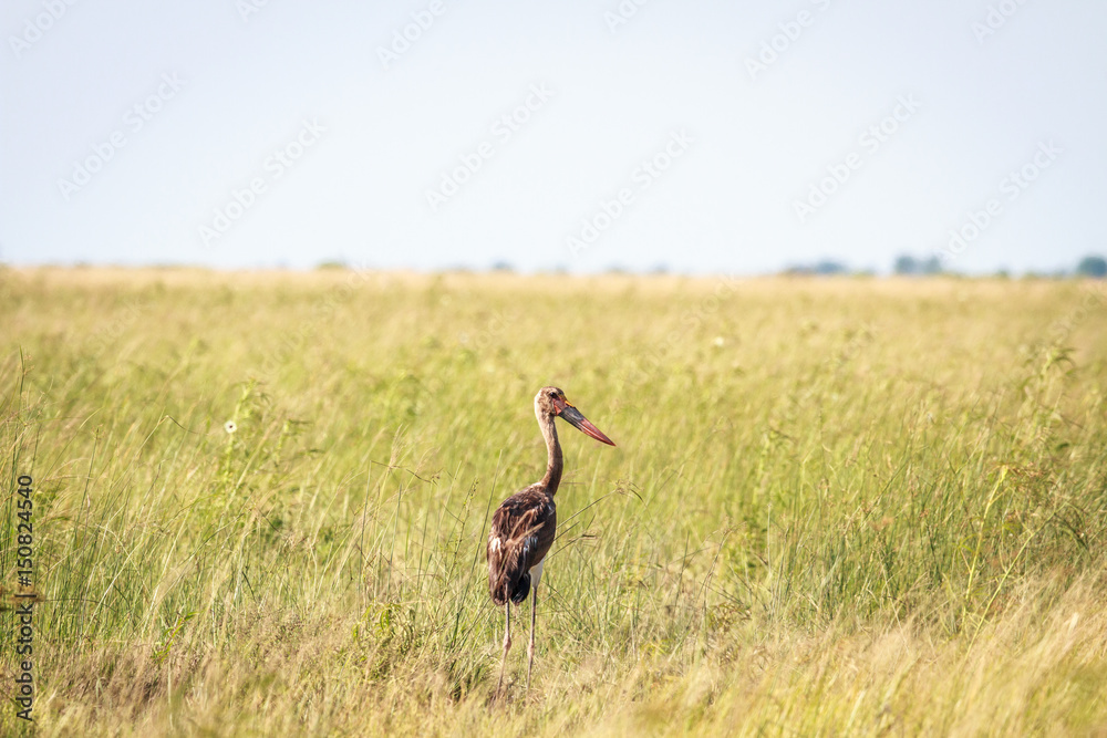 Juvenile Saddle-billed stork in high grass. Juvenile Saddle-billed stork in high grass.