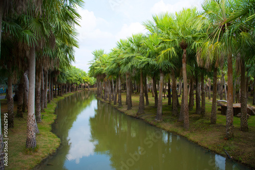 Palm garden and canal 