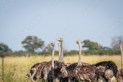 Group of Ostriches standing in high grass.