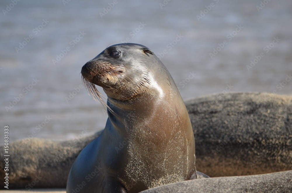 Naklejka premium GalÃ¡pagos sea lion (Zalophus wollebaeki), a species that exclusively breeds on the Galapagos Islands. Isla Sante Fe, Galapagos Islands, Ecuador