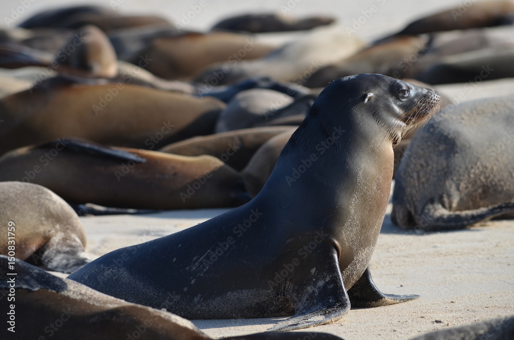 Fototapeta premium GalÃ¡pagos sea lion (Zalophus wollebaeki), a species that exclusively breeds on the Galapagos Islands. Isla Sante Fe, Galapagos Islands, Ecuador