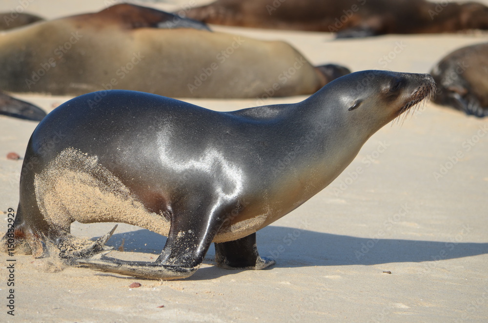 Fototapeta premium GalÃ¡pagos sea lion (Zalophus wollebaeki), a species that exclusively breeds on the Galapagos Islands. Isla Sante Fe, Galapagos Islands, Ecuador