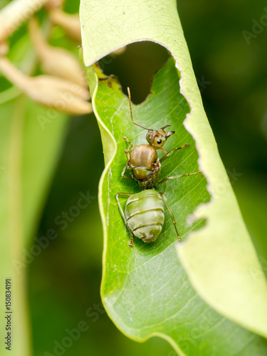 Ants (Oecophylla smaragdina) are working together to build a nest.