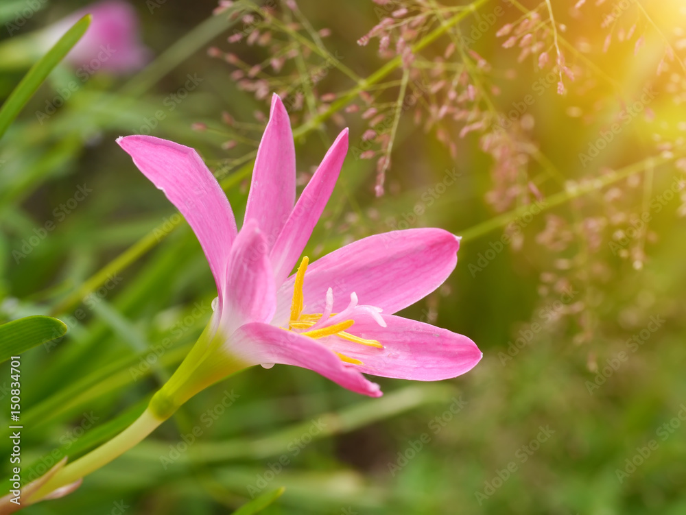 Zephyranthes Lily, Rain Lily, Fairy Lily, Little Witches Zephyranthes Lily, Rain Lily, Fairy Lily, Little Witches