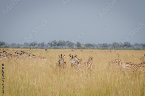 Group of Zebras standing in high grass.