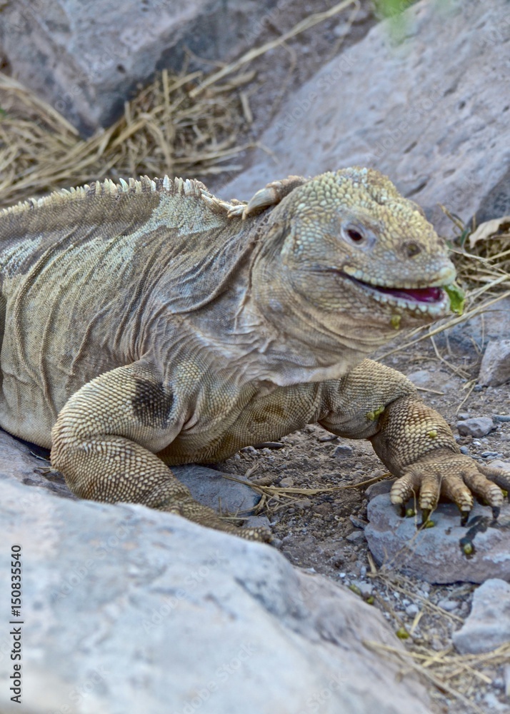 A Santa Fe land iguana, a species endemic to the Isla Sante Fe on the Galapagos Islands A Santa Fe land iguana, a species endemic to the Isla Sante Fe on the Galapagos Islands