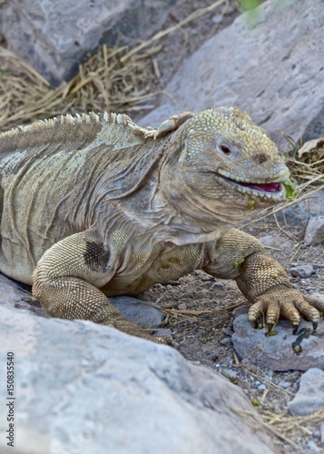 A Santa Fe land iguana  a species endemic to the Isla Sante Fe on the Galapagos Islands