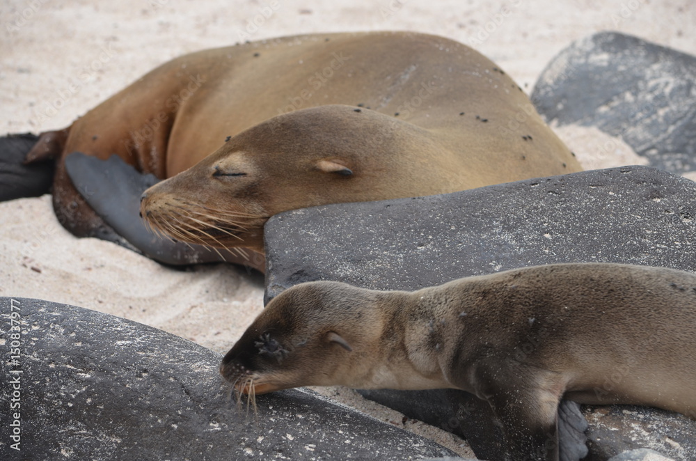 Obraz premium GalÃ¡pagos sea lion (Zalophus wollebaeki), a species that exclusively breeds on the Galapagos Islands. Isla Sante Fe, Galapagos Islands, Ecuador
