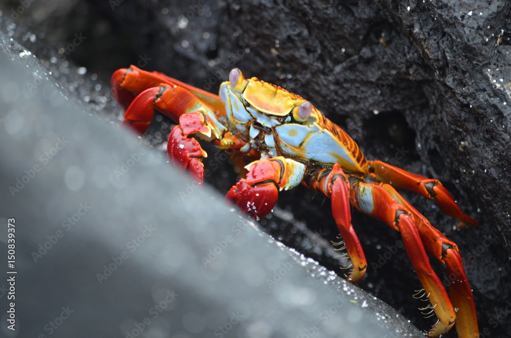 A Sally lightfoot crab (Grapsus grapsus) walks across rocks in the Galapagos Islands. A Sally lightfoot crab (Grapsus grapsus) walks across rocks in the Galapagos Islands.