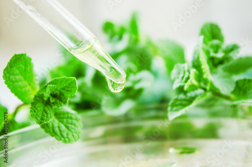 The mint extract in a small jar. Selective focus.  photo