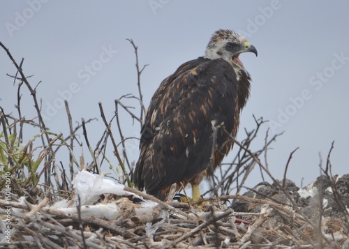 A Galapagos hawk (Buteo galapagoensis), on Isla Española in the Galapagos Islands photo