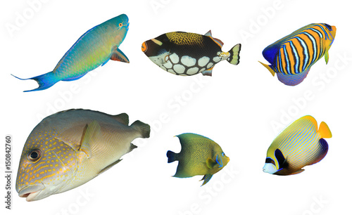 Tropical reef fish isolated on white background. Parrotfish, Triggerfish, Angelfish, Sweetlips fish