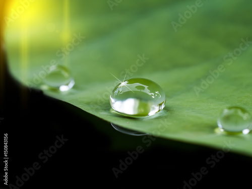 water drop on lotus leaf.