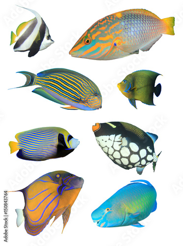 Tropical reef fish isolated on white background. Bannerfish, Wrasse, Surgeonfish, Angelfish, Triggerfish, Parrotfish