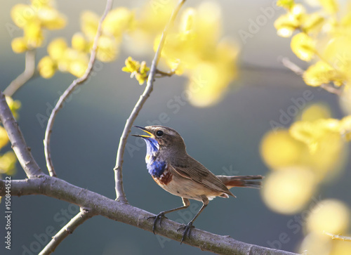  blue bird sings in the spring garden on a blossoming tree branch
