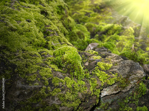 Bark and moss with light.