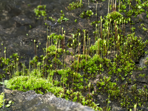 Macro photo of Cape Thread-moss  Orthodontium lineare